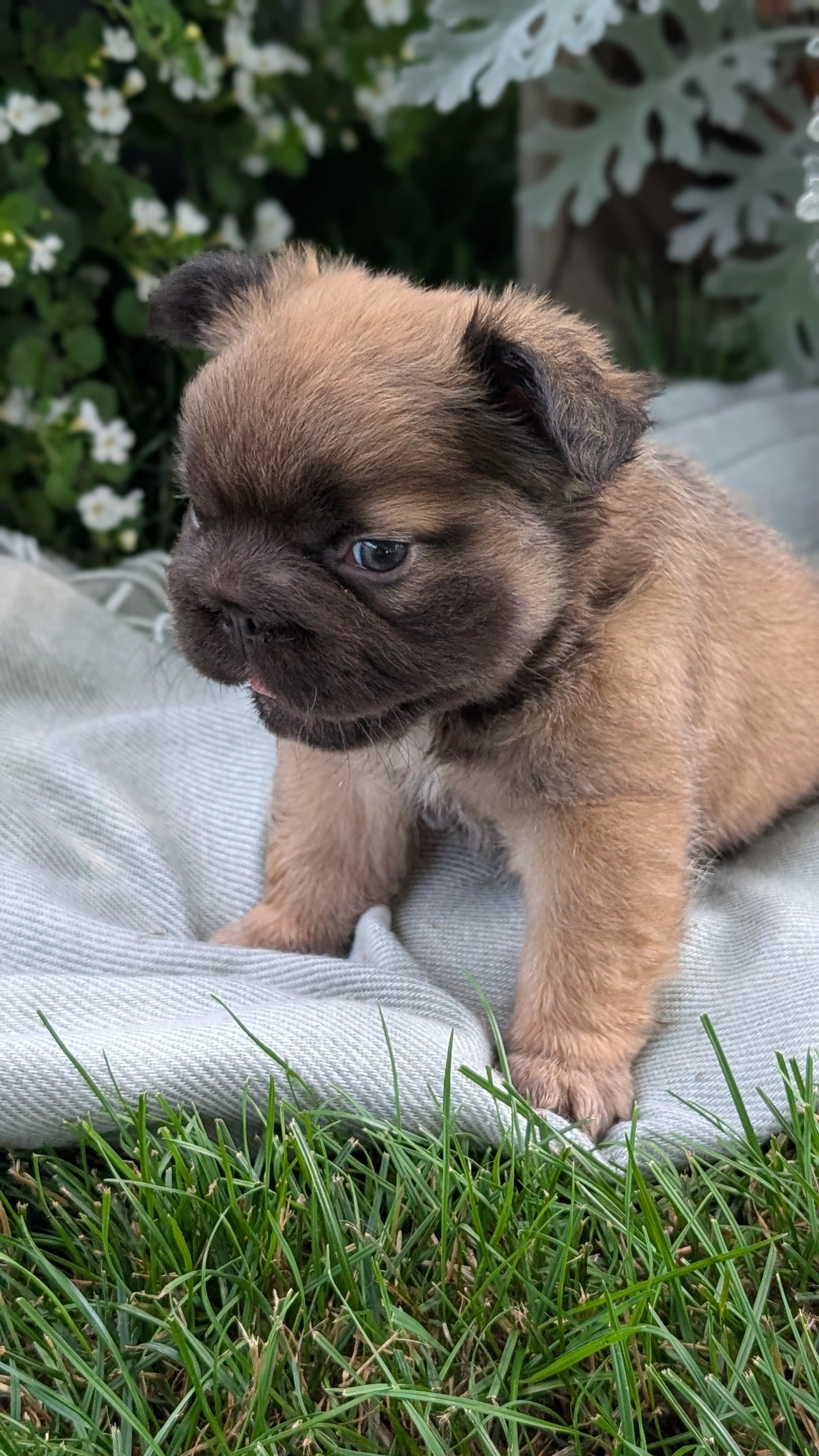 FRENCH BULLDOG (MAY 26) FEMALE