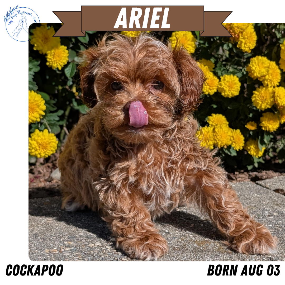 COCKAPOO (08/03) FEMALE