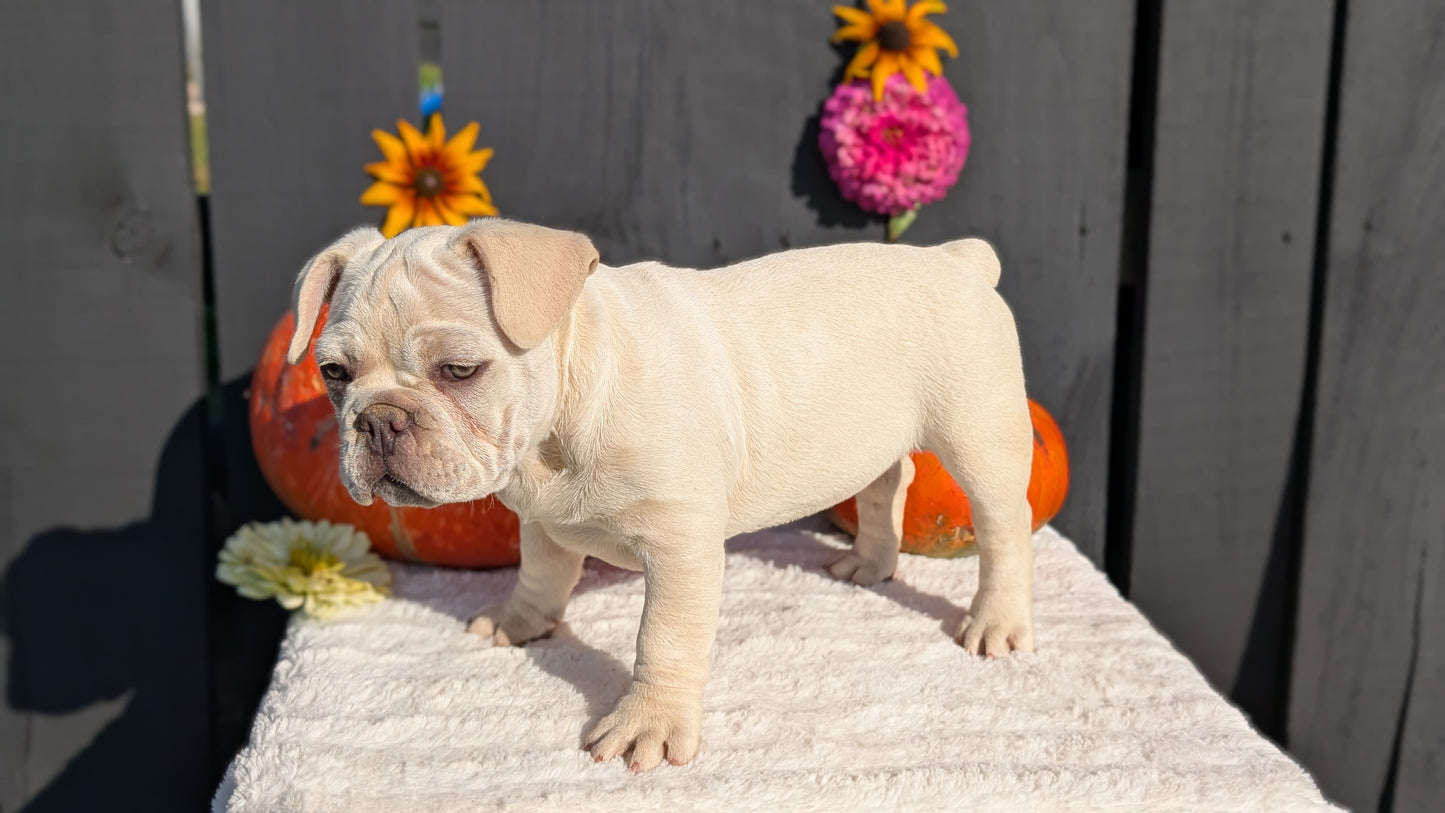 FRENCH BULLDOG (07/08) FEMALE