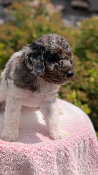 MINI POODLE (06/07) FEMALE