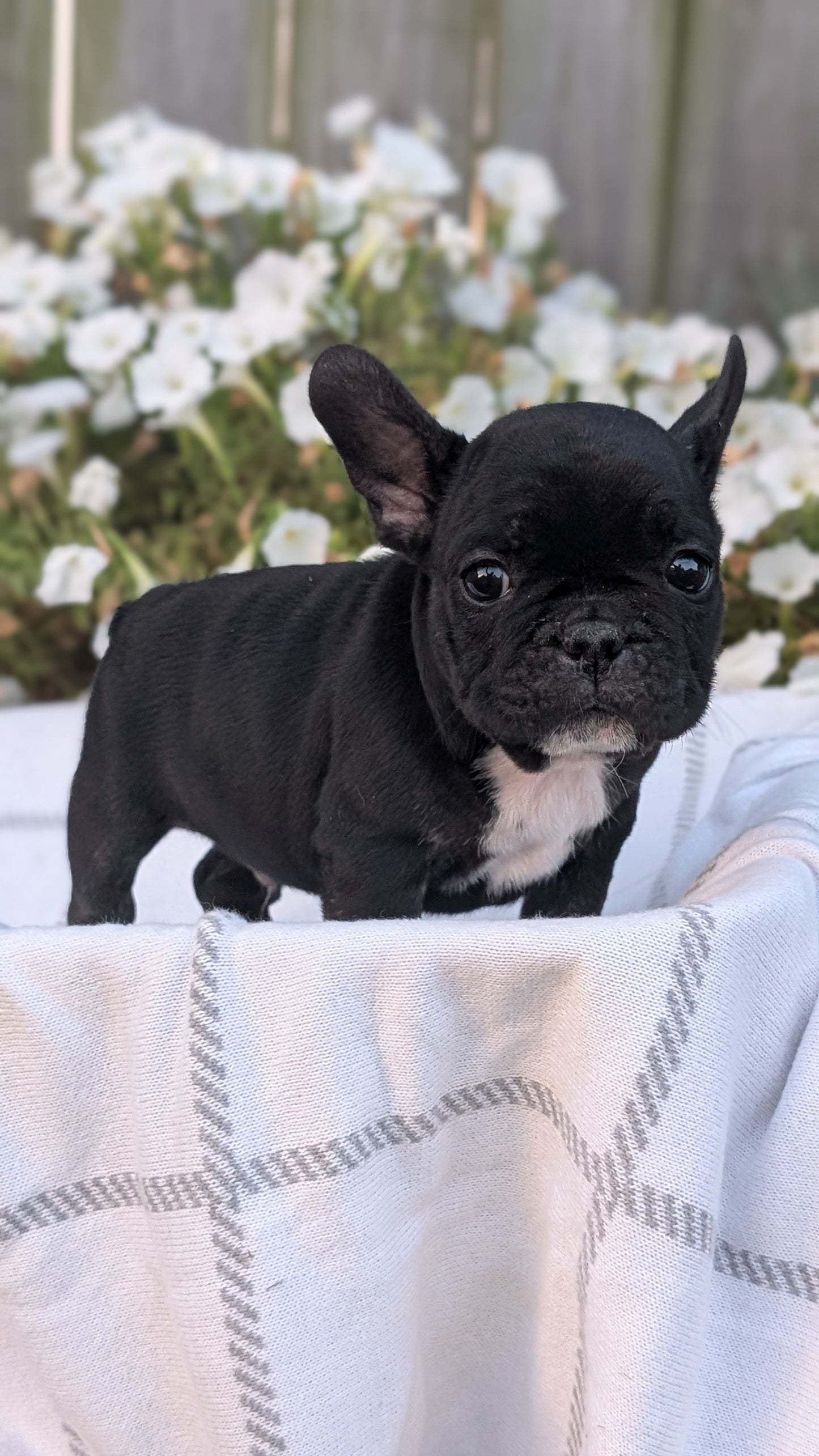 FRENCH BULLDOG (07/15) MALE