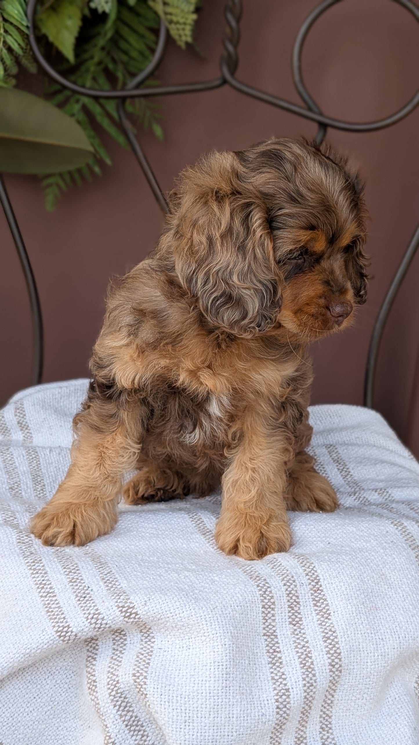 COCKAPOO (MAY 10) MALES