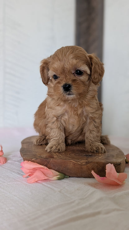 CAVAPOO (FEB 11) MALES