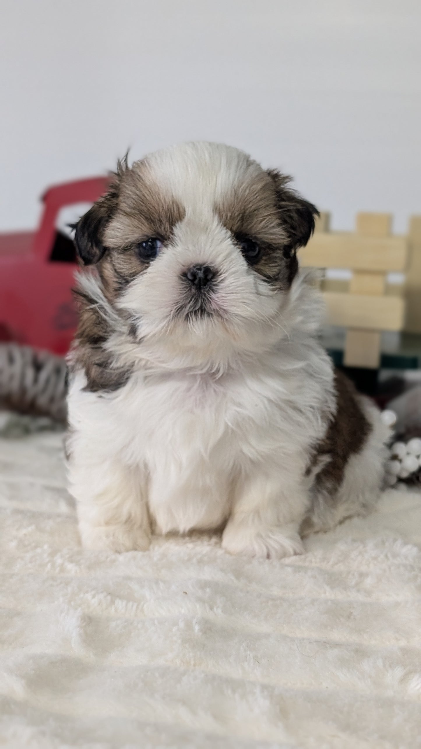 SHIH TZU (DEC 03) MALES