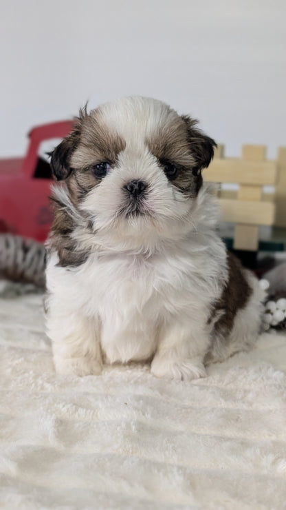 SHIH TZU (DEC 03) MALES