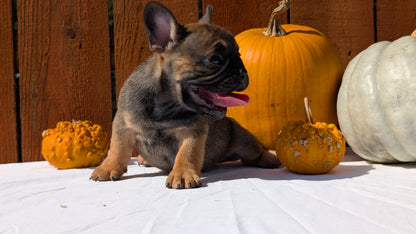 FRENCH BULLDOG (08/12) MALE