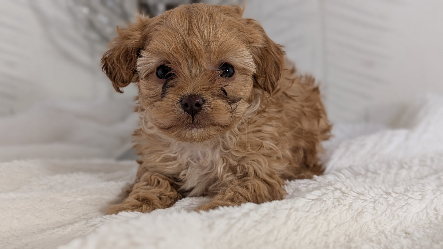 CAVAPOO (NOV 08) MALES