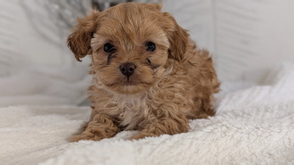 CAVAPOO (NOV 08) MALES