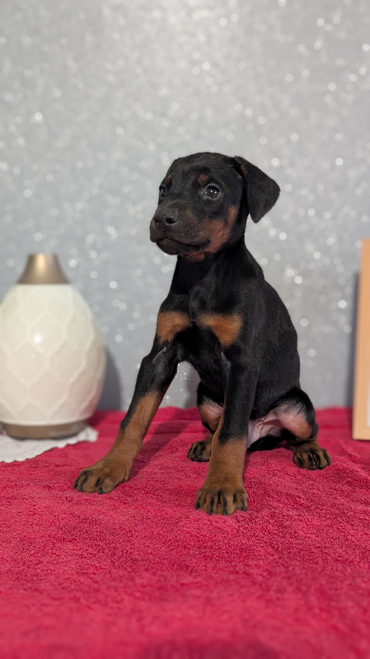 DOBERMAN PINSCHER (OCT 17) MALES
