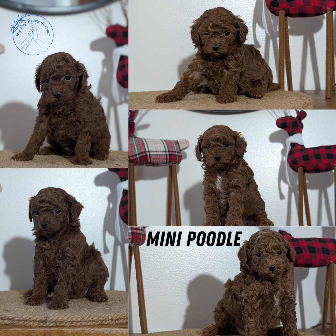 MINI POODLE (NOV 14) MALES