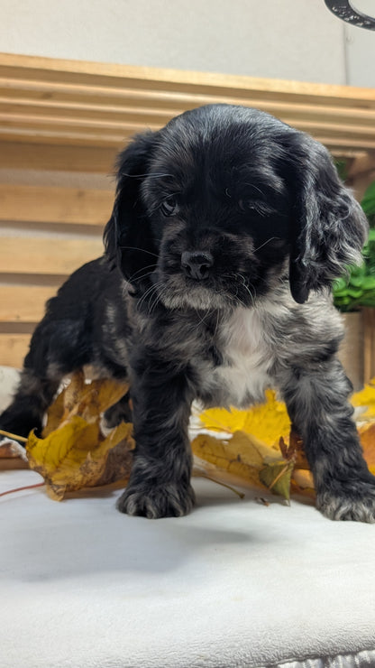 COCKER SPANIEL (09/20) MALE