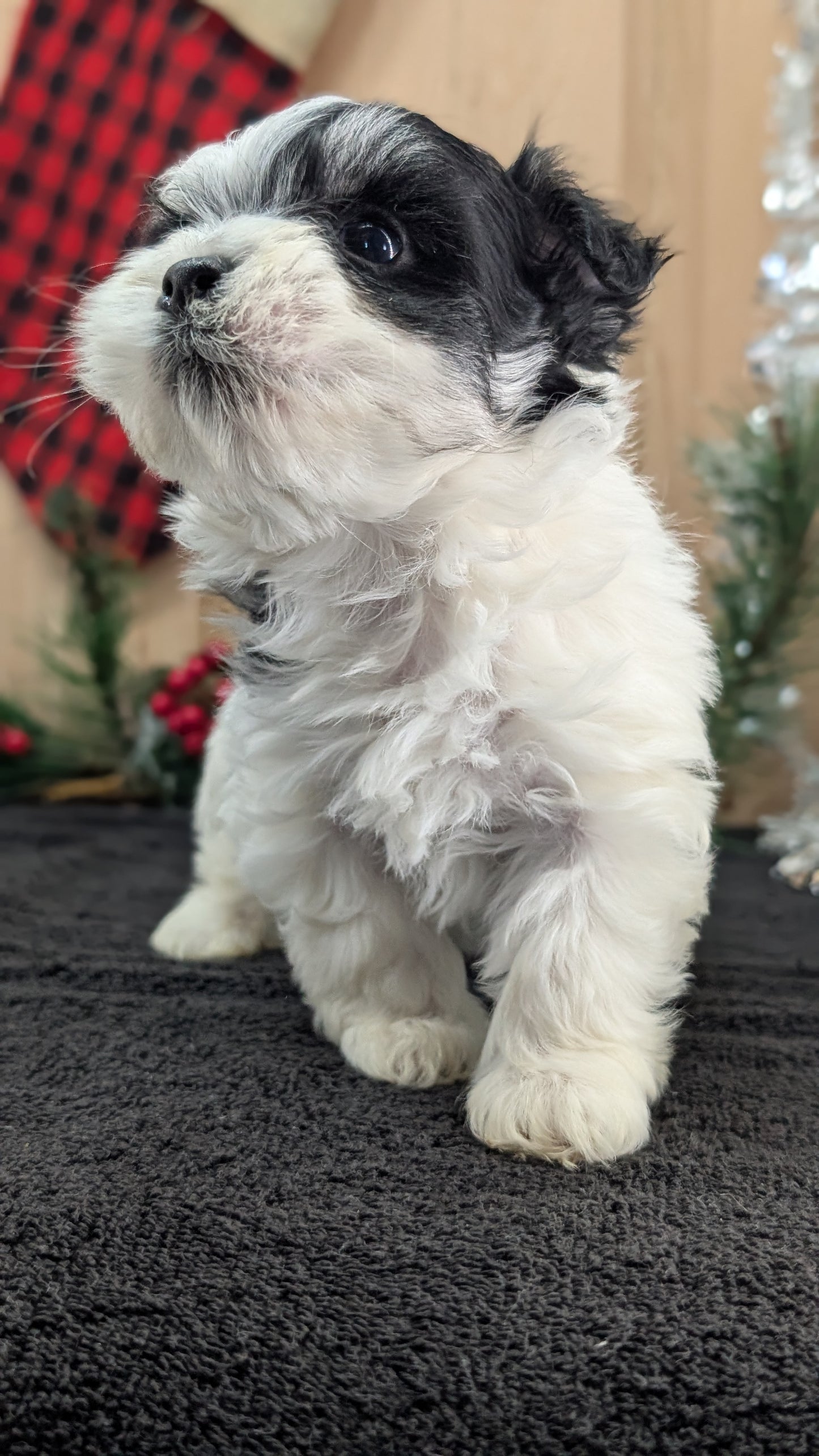 HAVANESE (OCT 25) MALES