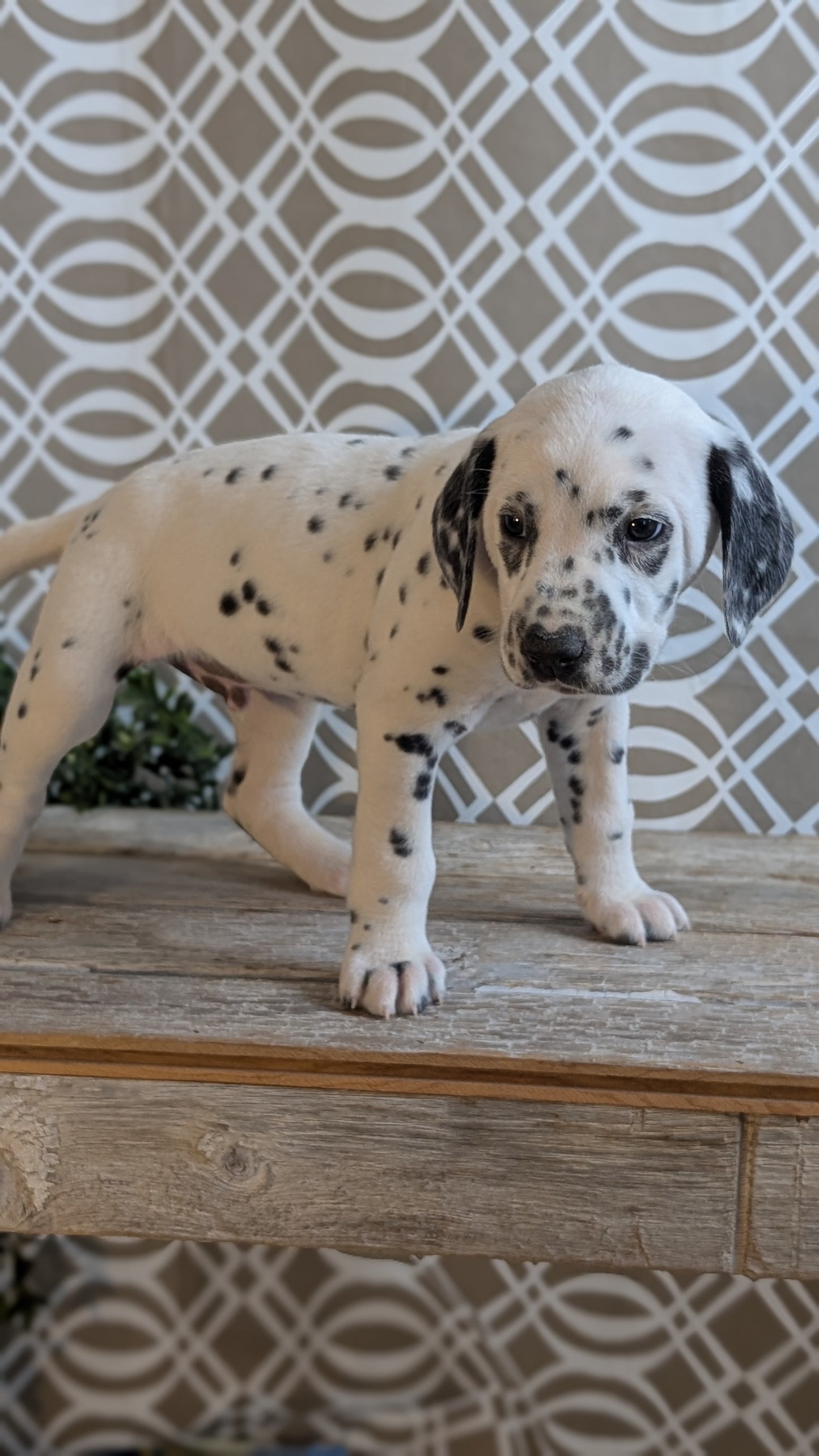DALMATIAN (FEB 06) MALES