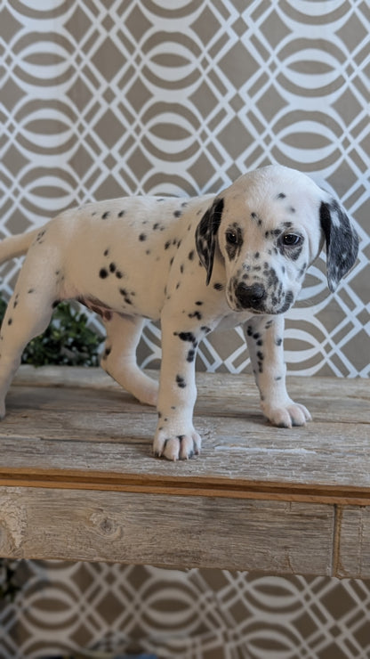 DALMATIAN (FEB 06) MALES
