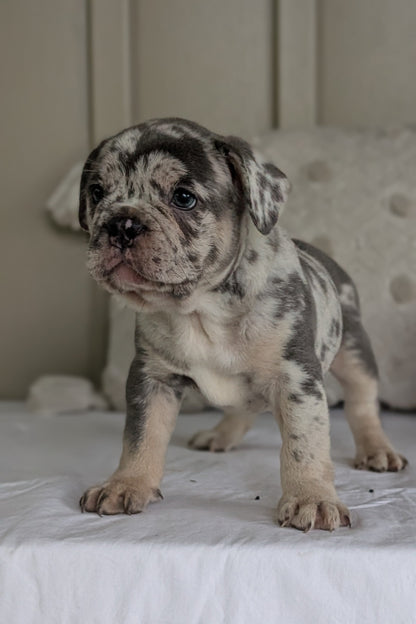FRENCH BULLDOG (MAY 27) MALES