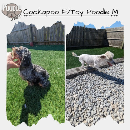 F1B COCKAPOOS (03/12) MALE