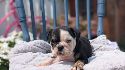 ENGLISH BULLDOG (JUN 29) 1 FEMALE/1 MALE