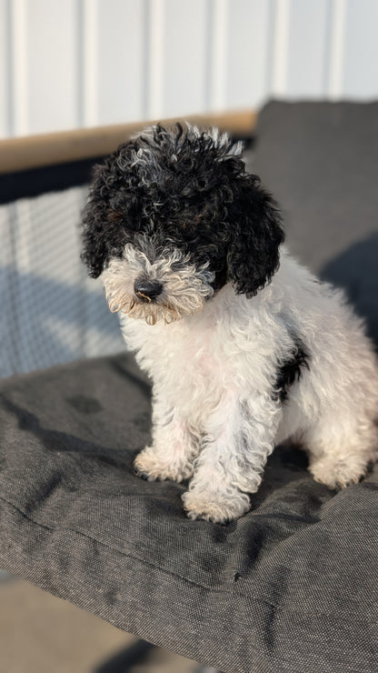 TOY POODLE (08/19) FEMALE