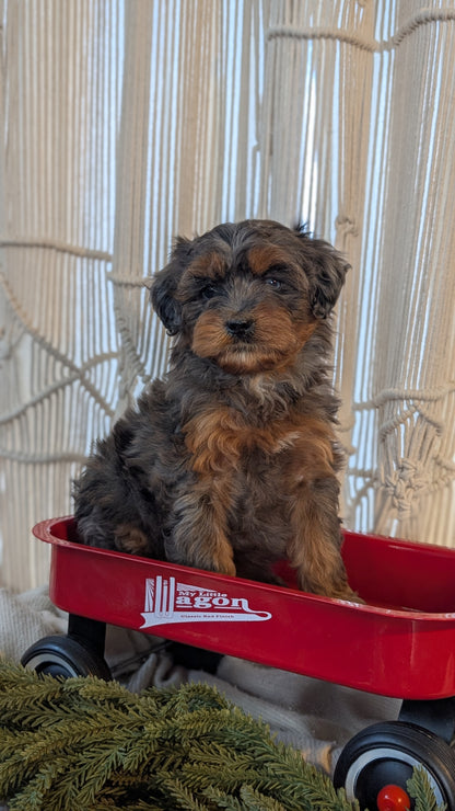 CAVAPOO (NOV 17) FEMALES