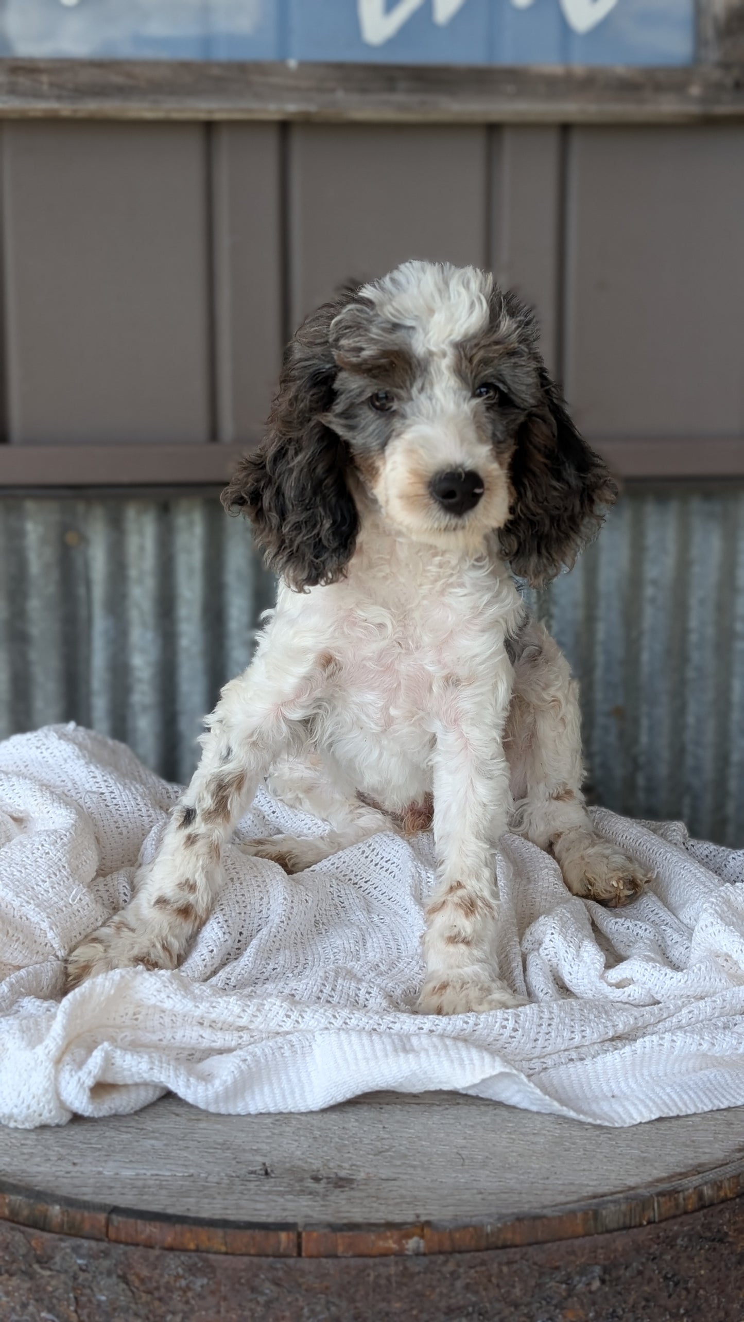 COCKAPOO (MAY 22) MALES