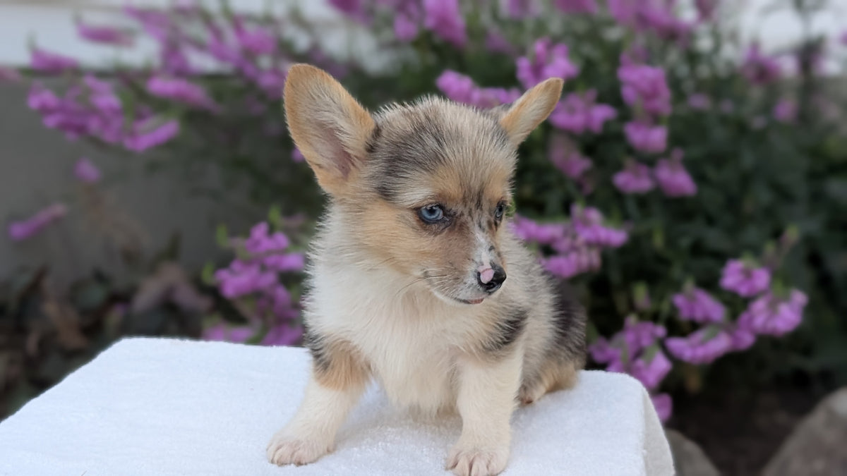 CORGI (JUN 22) FEMALE