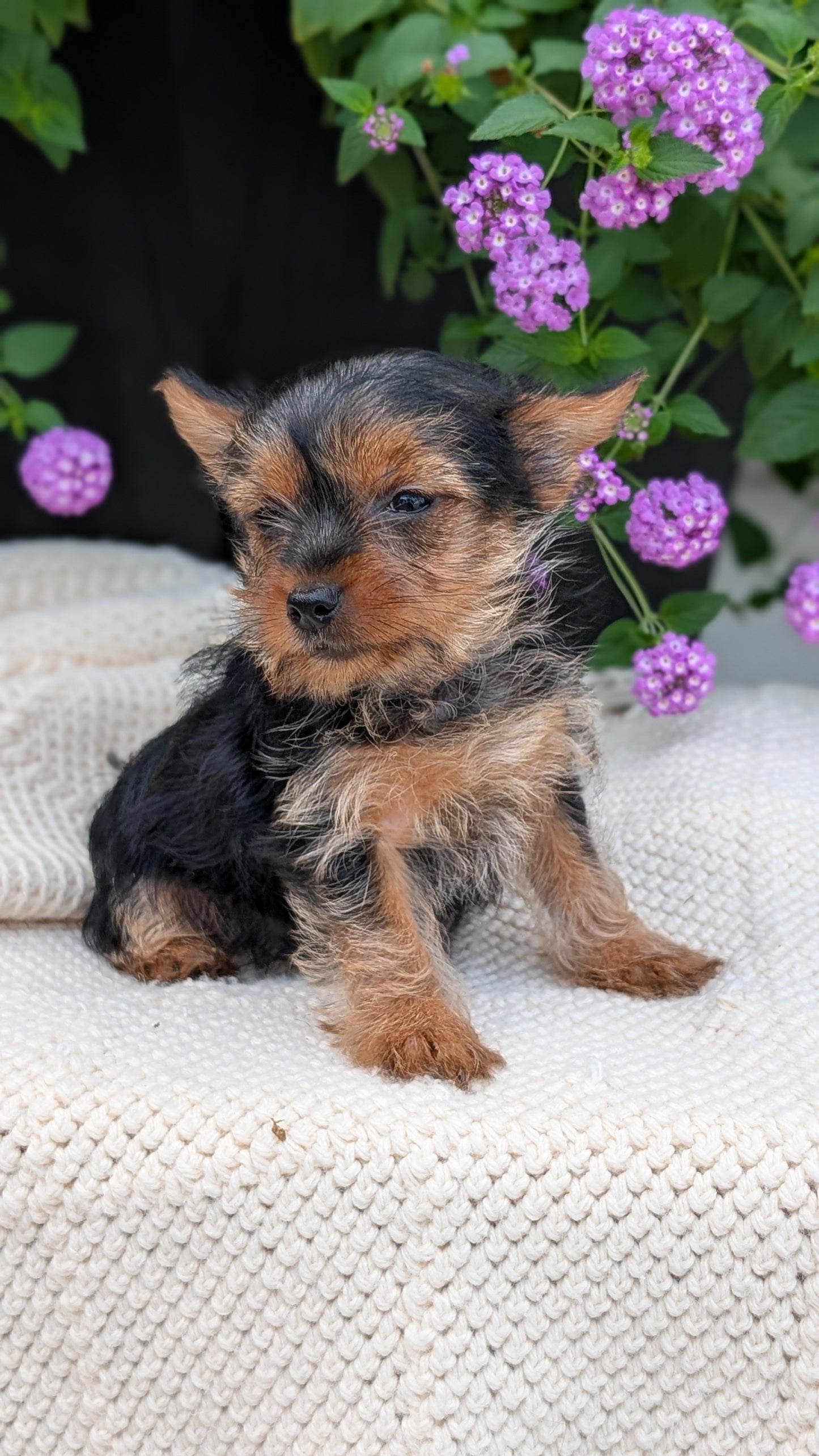 YORKSHIRE TERRIER (MAY 20) FEMALE