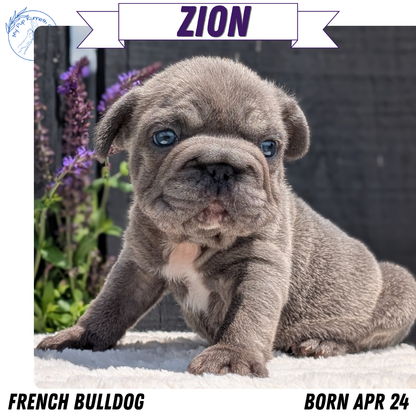 FRENCH BULLDOG (APR 24) MALES