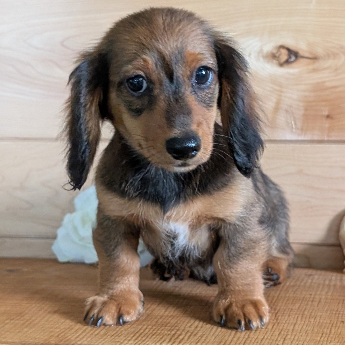 MINI DACHSHUNDS (JUL 05) 2 MALES/2 FEMALES