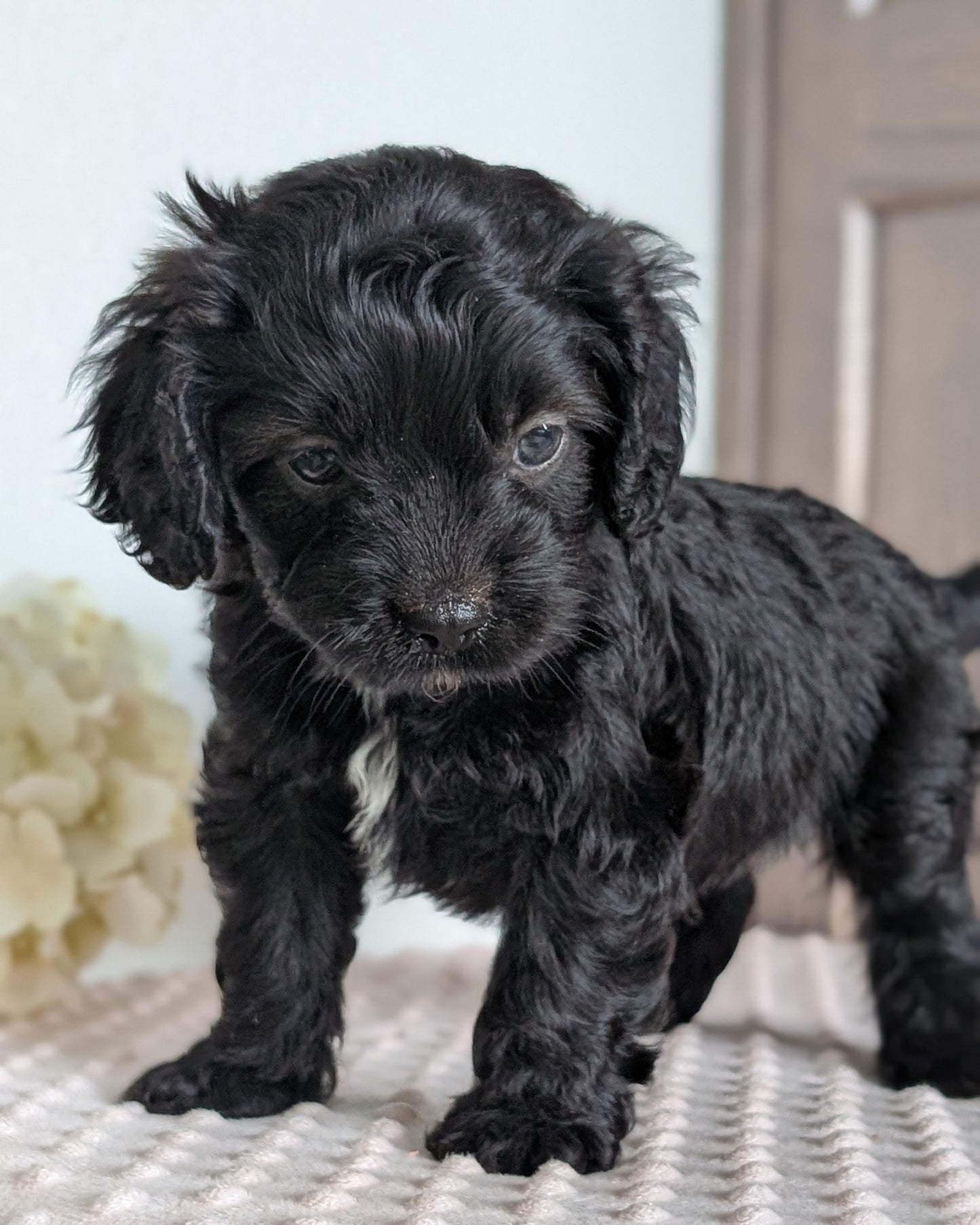 CAVAPOO (APR 02) MALES