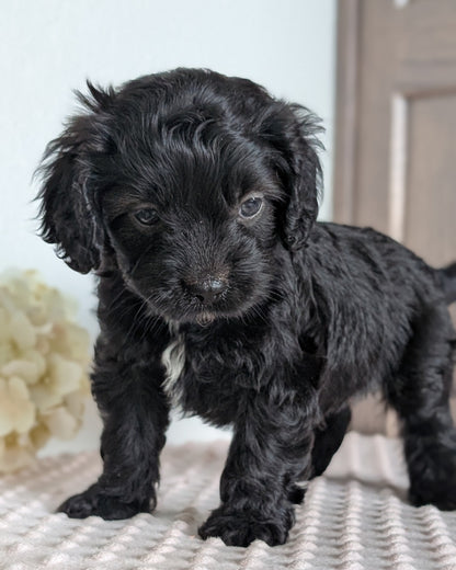 CAVAPOO (APR 02) MALES