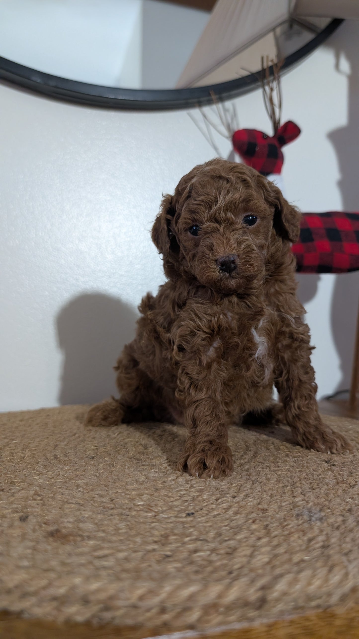 MINI POODLE (NOV 14) MALES