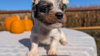 MINI DACHSHUND (09/01) MALE