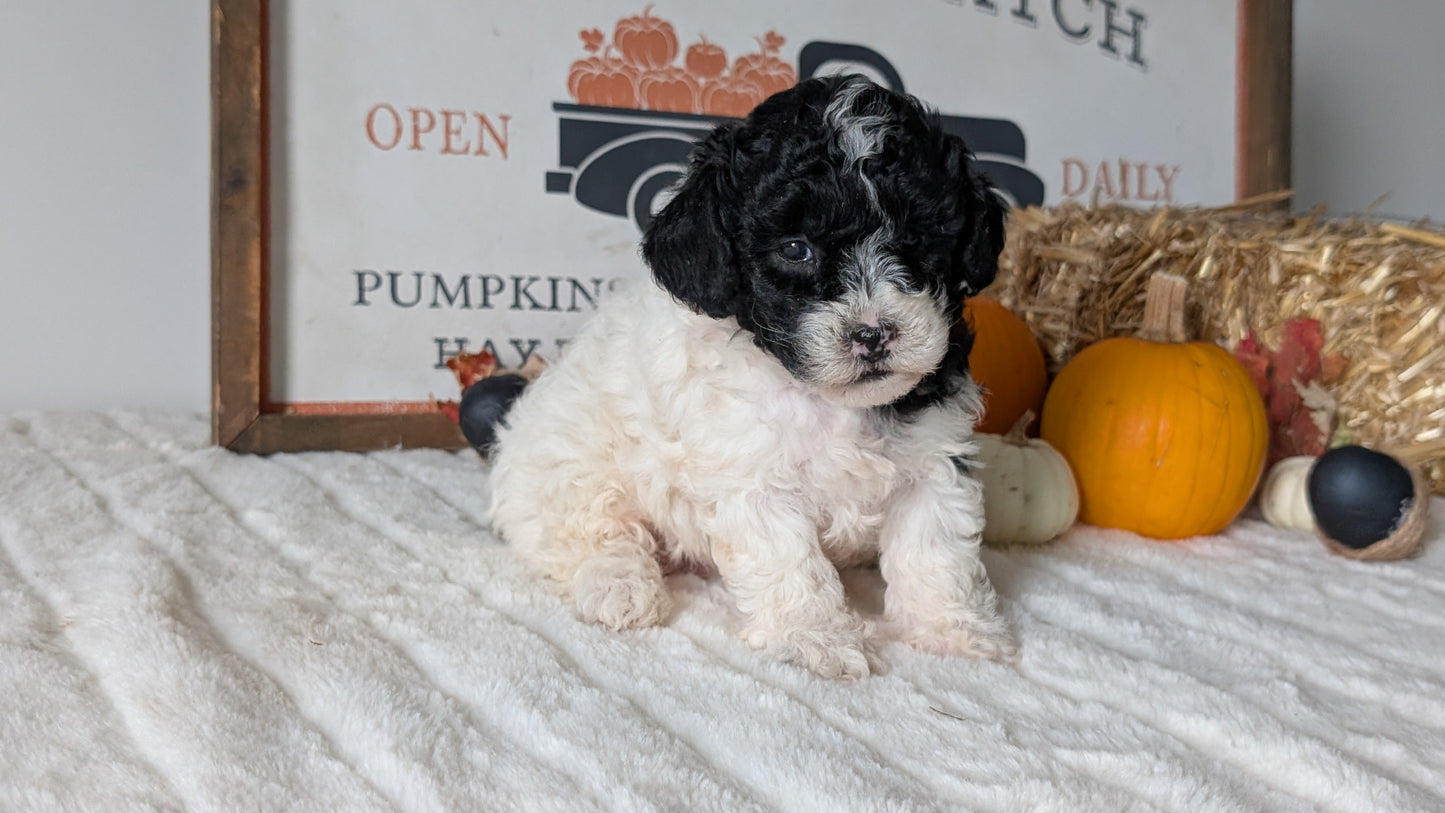 MINI POODLE (09/12) FEMALE