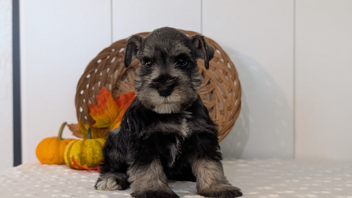MINI SCHNAUZER (AUG 27) 4 FEMALES/1 MALE
