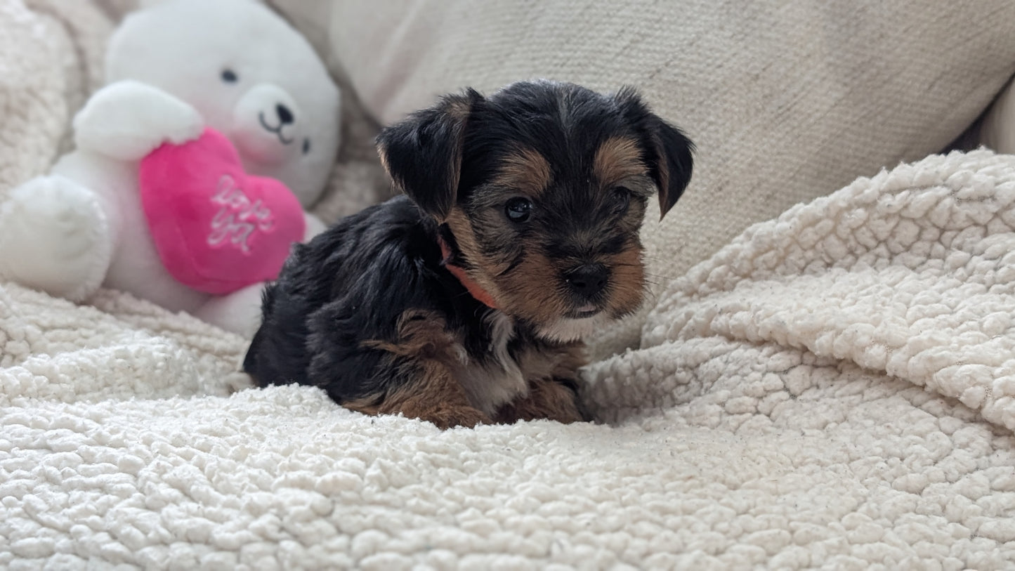 YORKSHIRE TERRIER (DEC 24) MALES