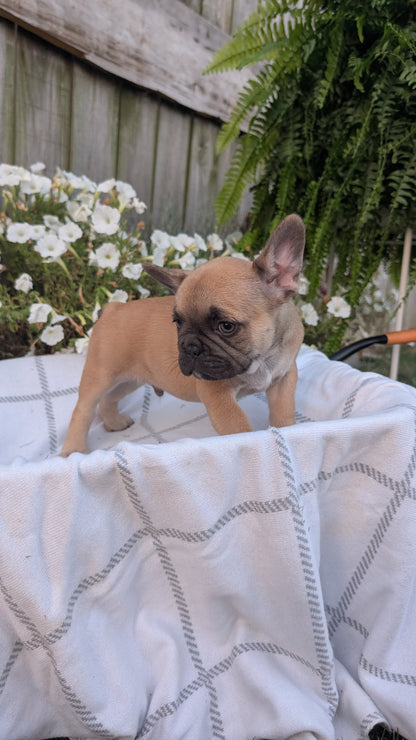 FRENCH BULLDOG (07/15) MALE