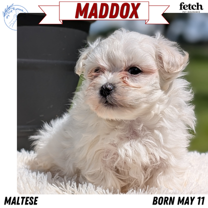 MALTESE (MAY 11) MALES
