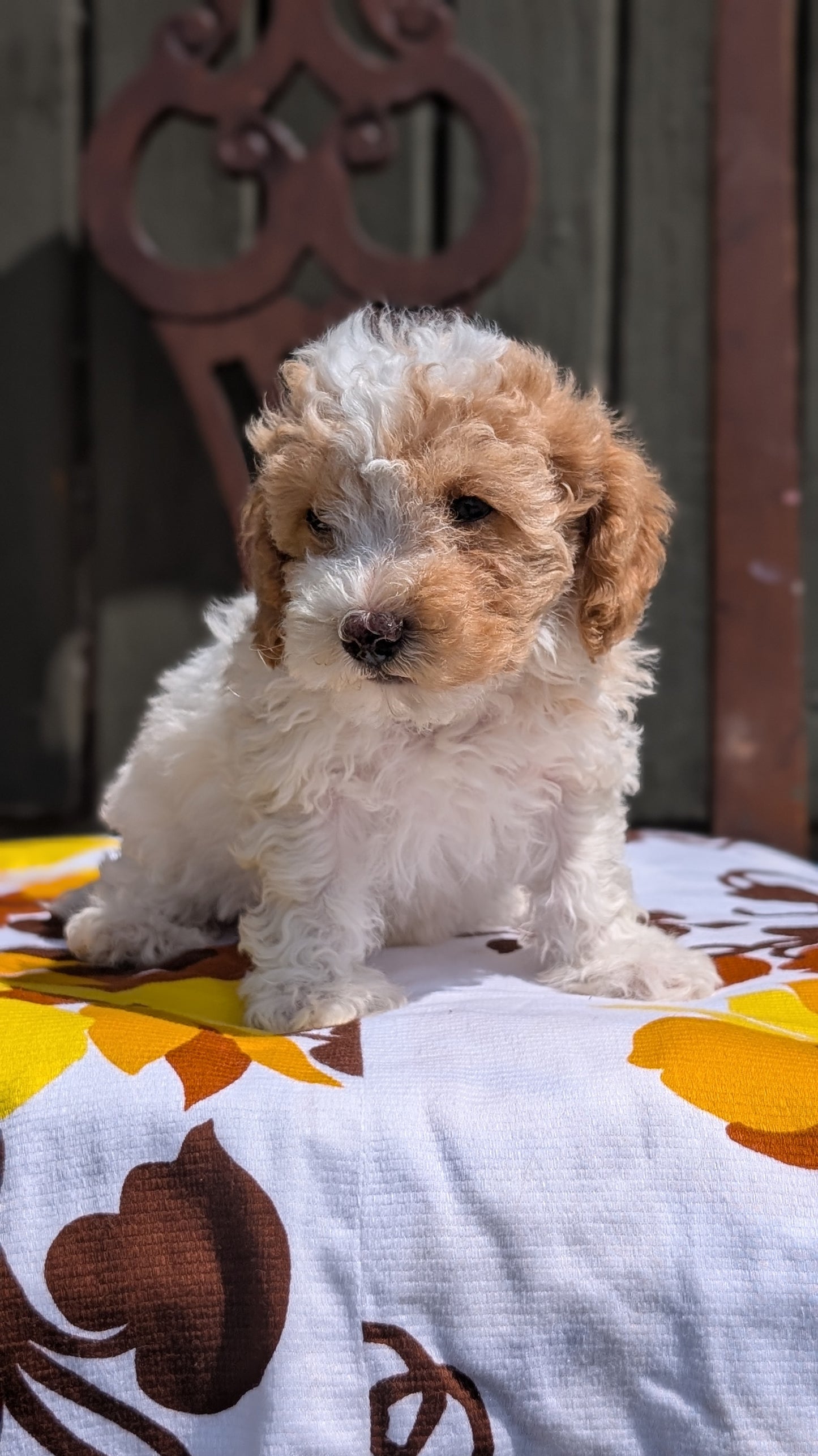 MINI POODLE (JUN 21) 4 MALES