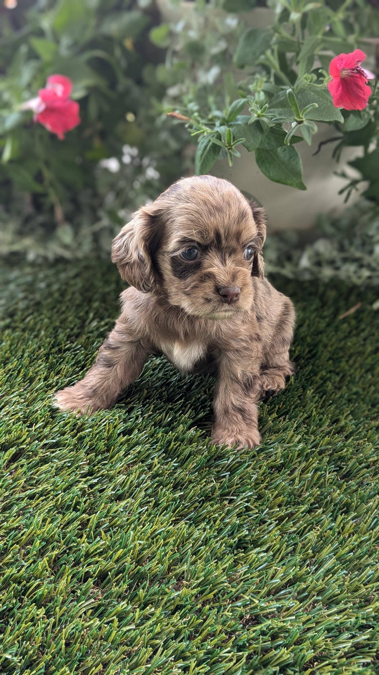 COCKER SPANIEL (07/24) FEMALE
