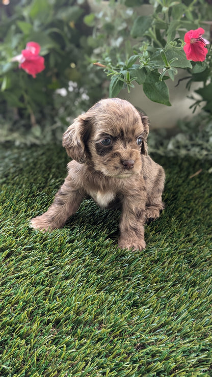 COCKER SPANIEL (07/24) FEMALE