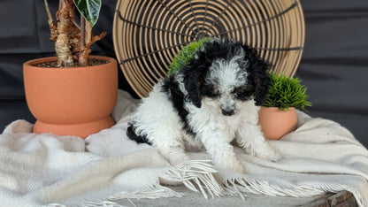 COCKAPOO (MAY 22) FEMALES