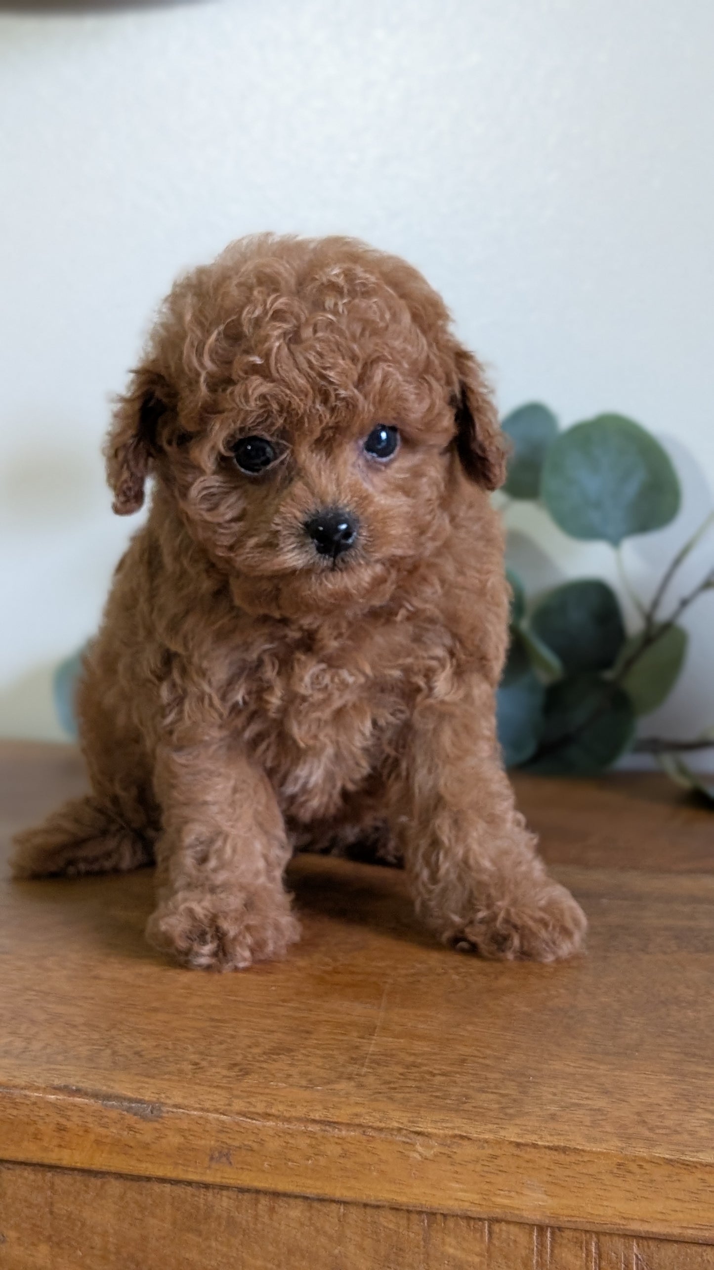 CAVAPOO (JUN 25) MALE