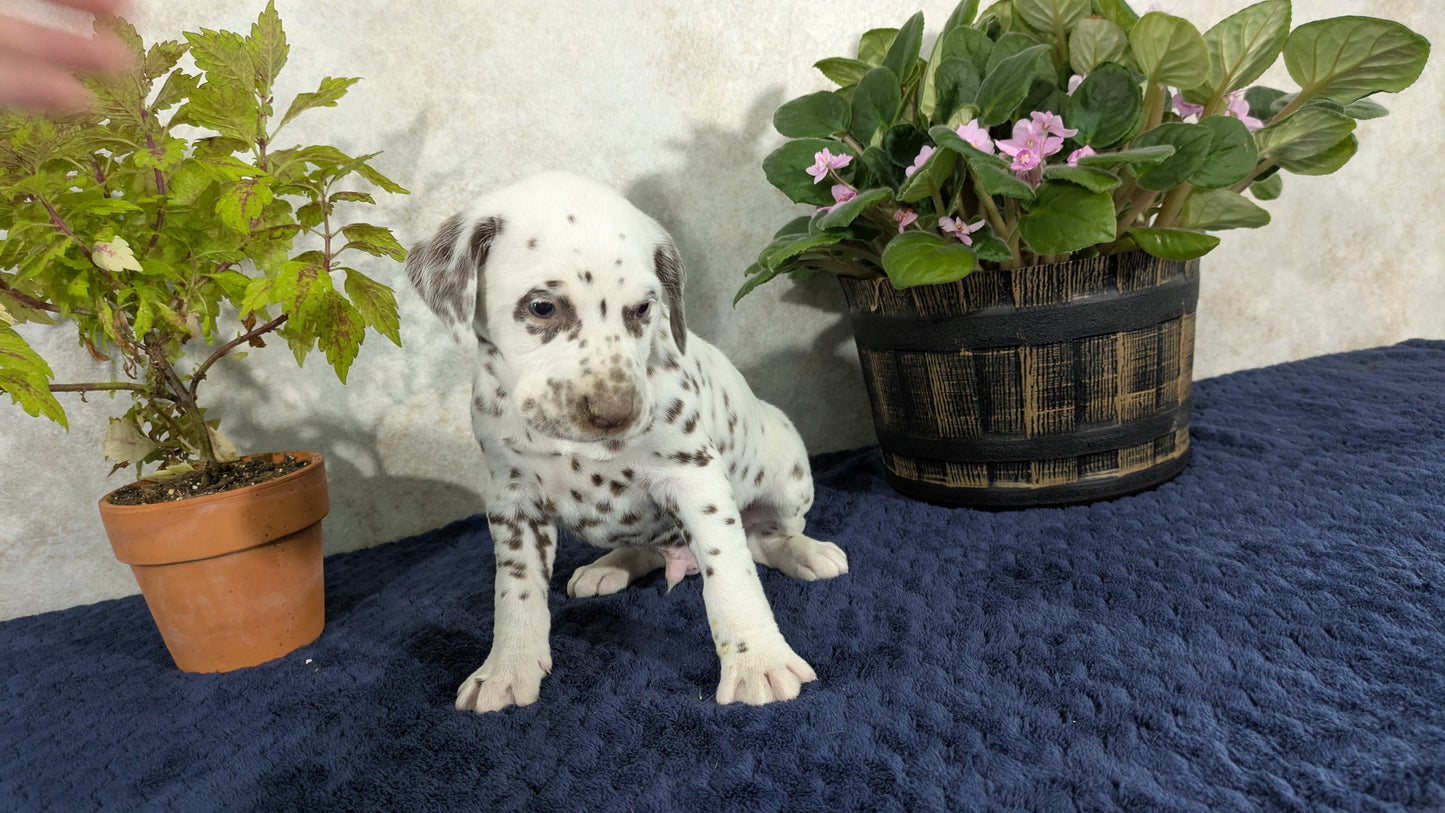 DALMATIAN (02/14) MALE