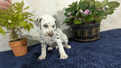 DALMATIAN (02/14) MALE