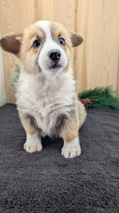 CORGI (09/17) FEMALE