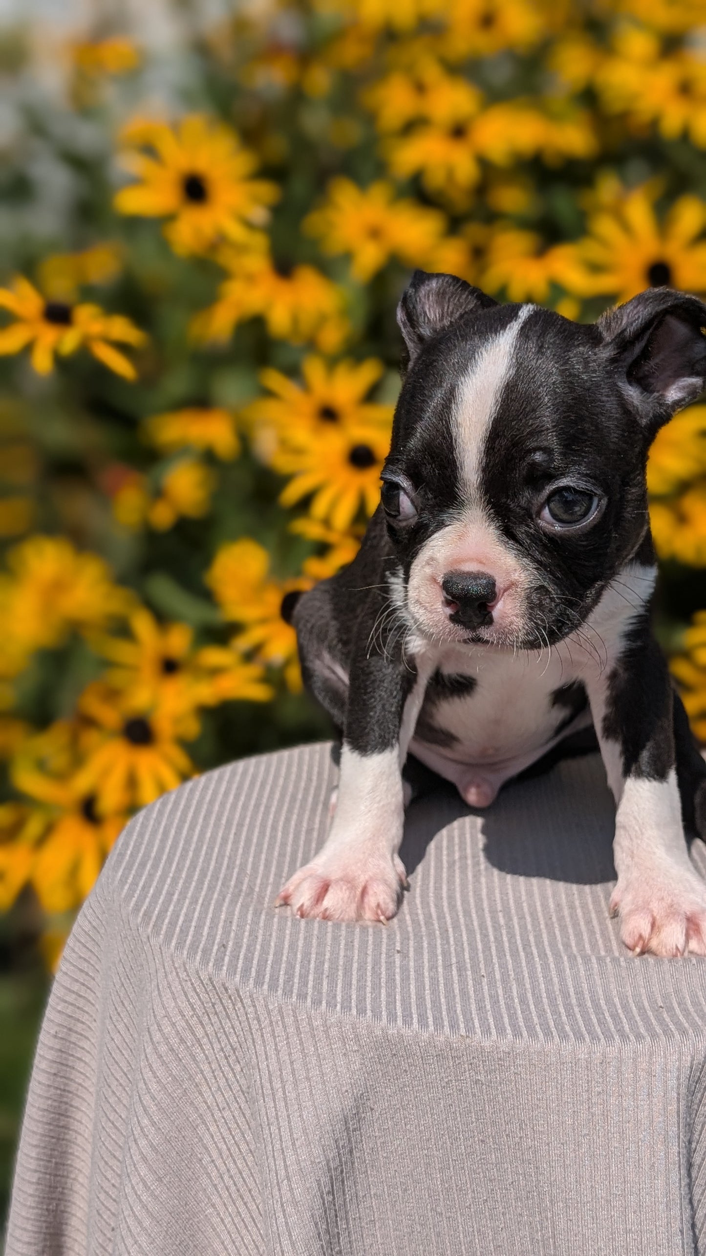 BOSTON TERRIER (JUL 11) 4 FEMALES/4 MALES