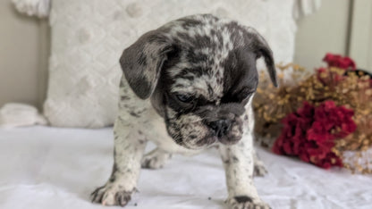 FRENCH BULLDOG (MAY 27) MALES