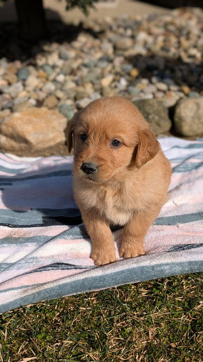 GOLDEN RETRIEVER (02/01) MALE