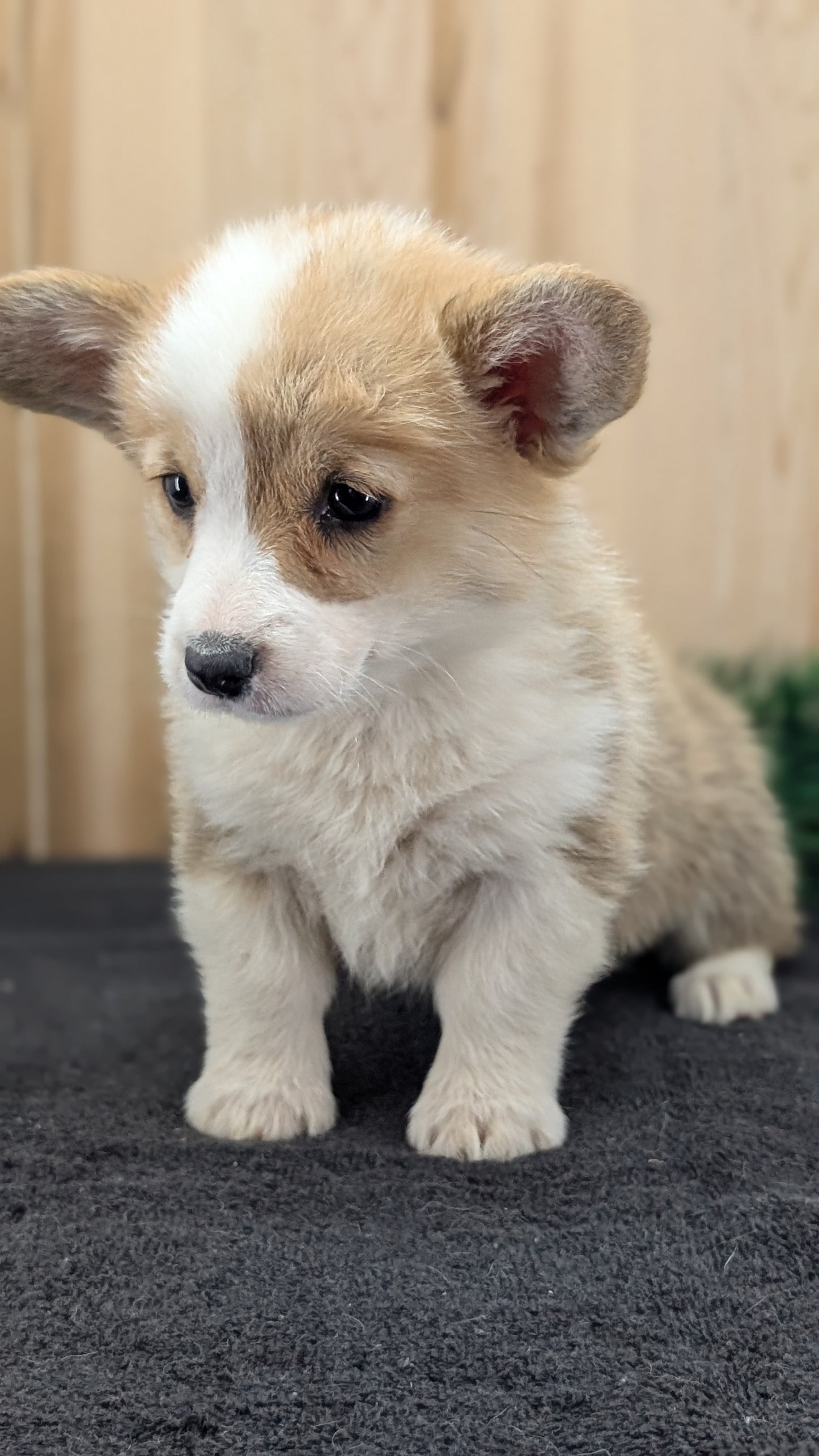 CORGI (09/17) FEMALE
