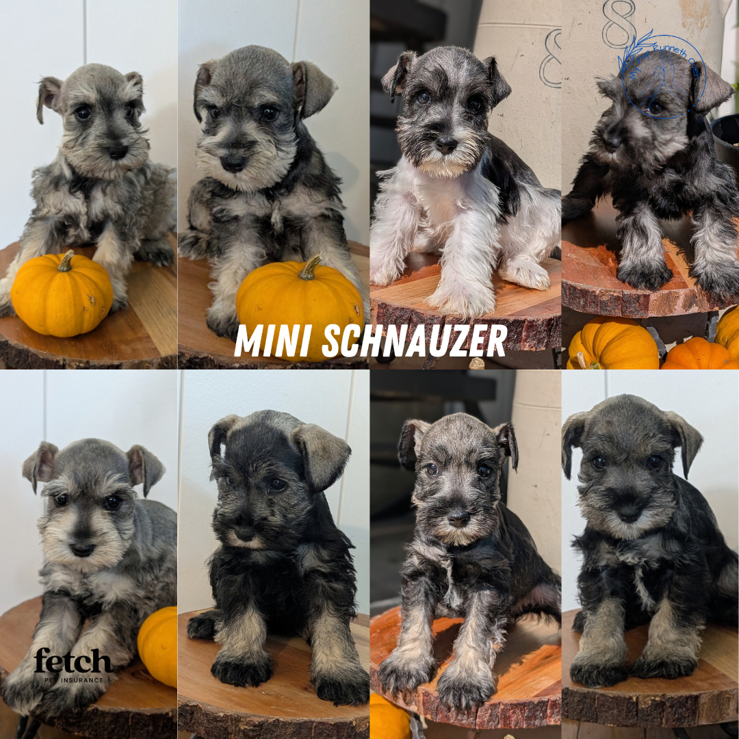MINI SCHNAUZER (AUG 24) 8 FEMALES